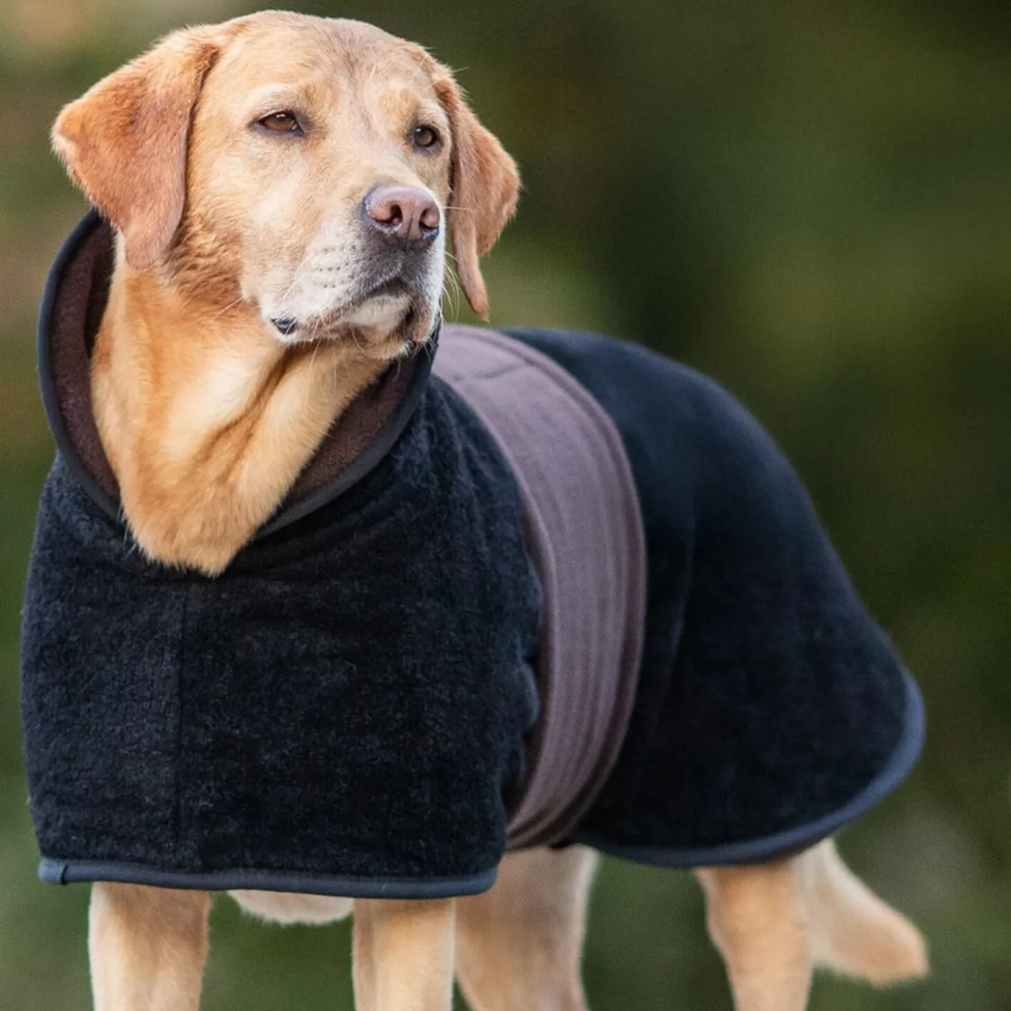 Actionfactory Hundecape Warmup Classic (Mocca)