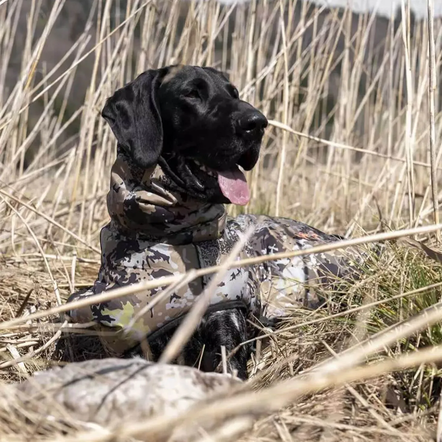 Blaser Hundeponcho (HunTec)