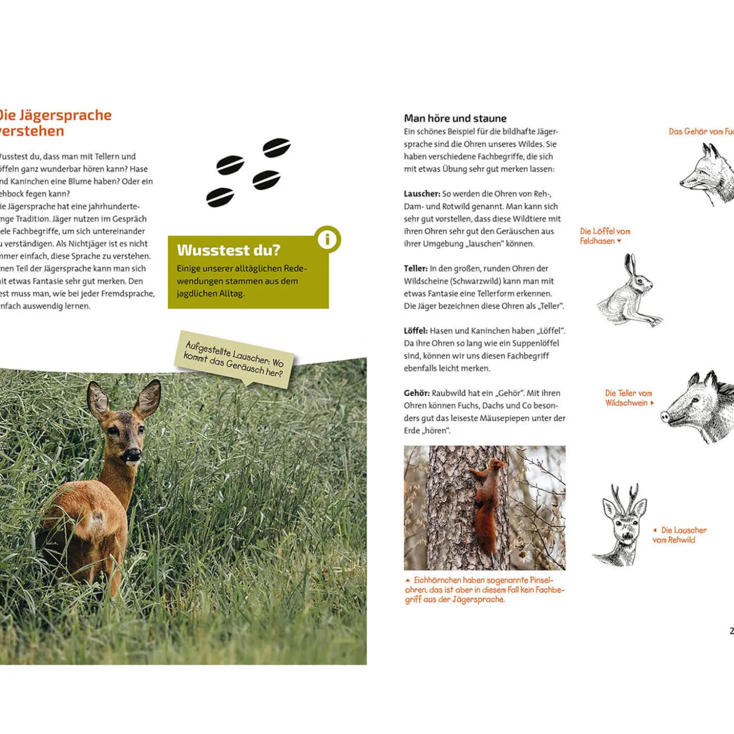 Das Jagdbuch für Kids - Buch - Katharina Giffei, Inga Haase