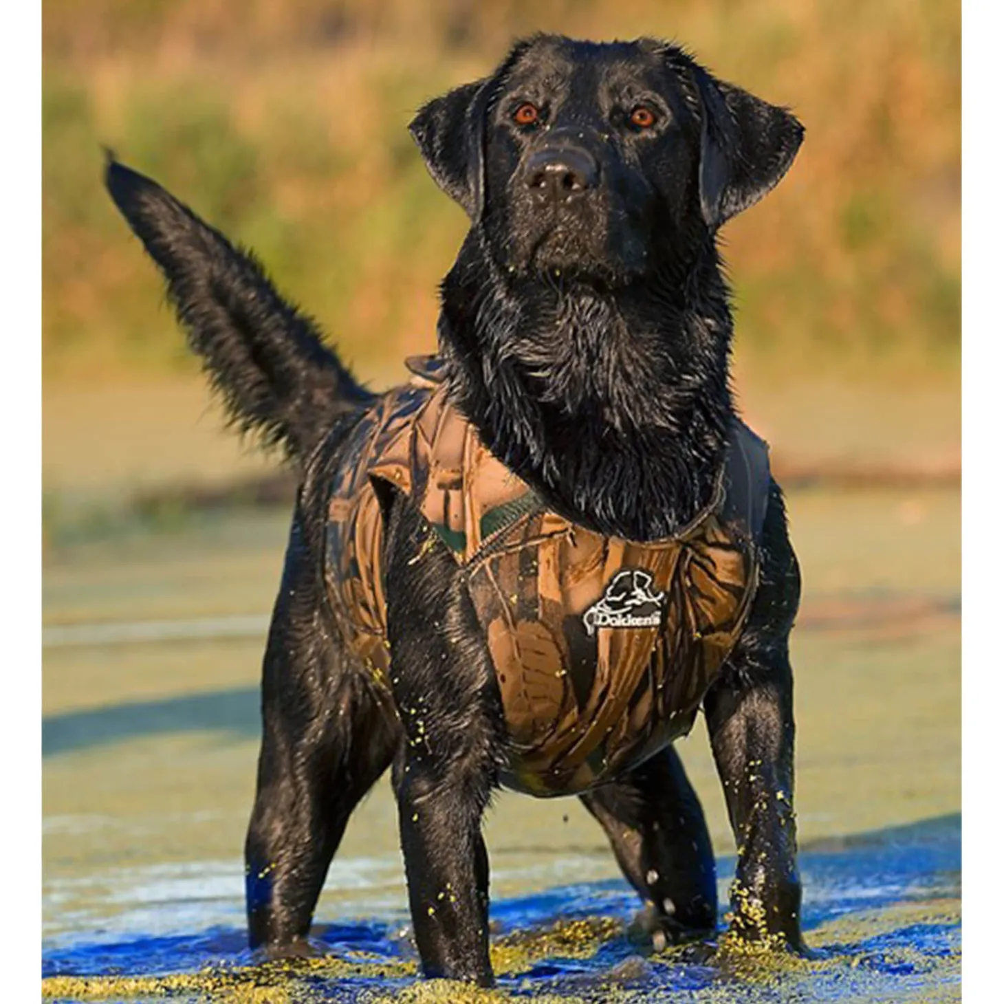 Dokken Hunde-Neoprenweste (Realtree MAX-5)