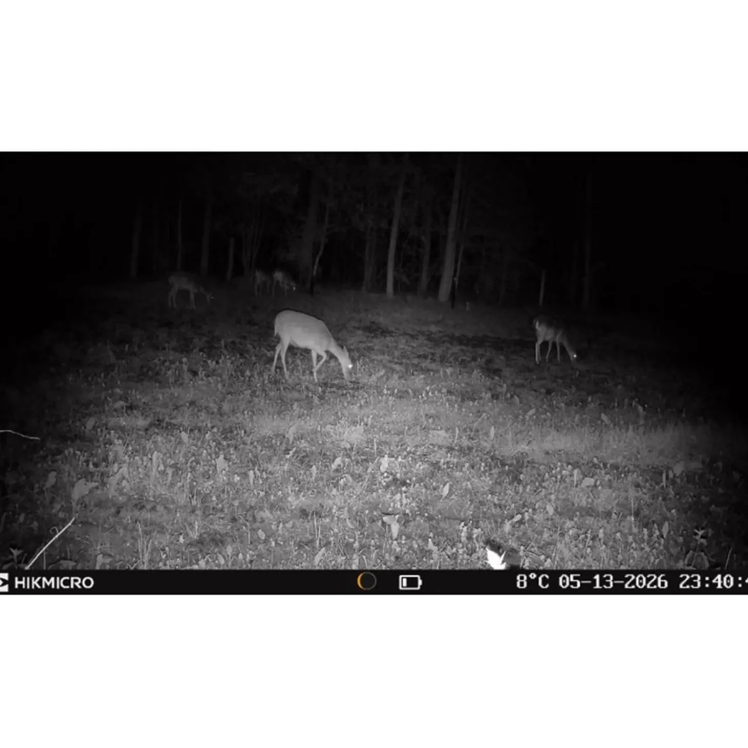 Hikmicro Wildkamera T16