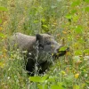 Kiepenkerl Ablenkmischung Schwarzwild 10kg
