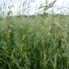 Kiepenkerl Wildackermischung Schwarzwild-Stammtisch 10kg