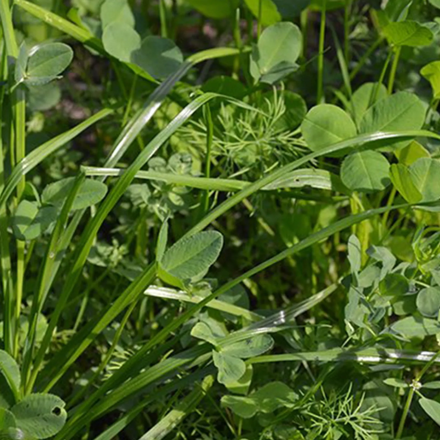 Waidgreen Wildackermischung Hasen-Bio 2,5kg