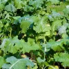 Waidgreen Wildackermischung Wintergrünäsung 5kg