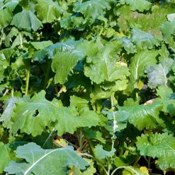 Waidgreen Wildackermischung Wintergrünäsung 5kg