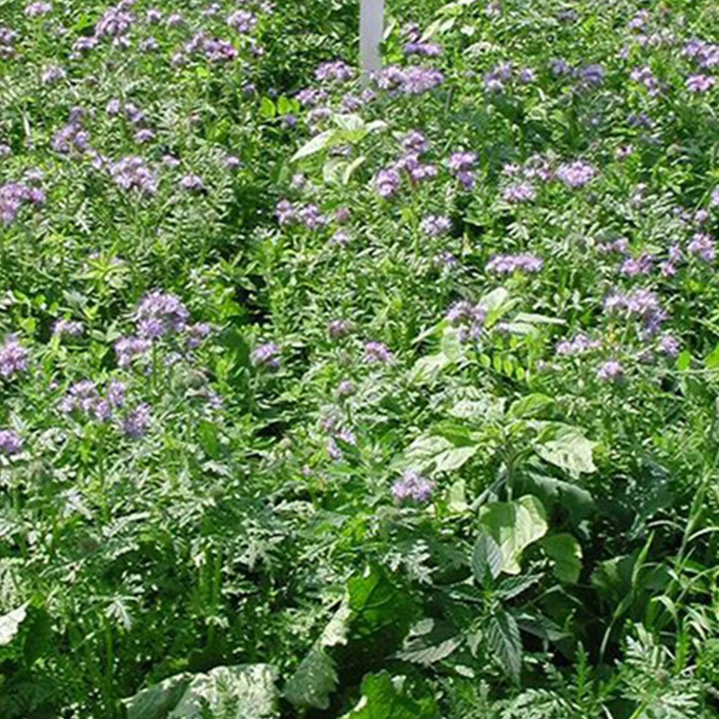 Waidgreen Wildackermischung Eintopf 5kg